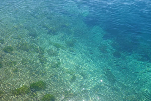 海洋散骨と環境・SDGs｜サンゴ礁影響・海洋生態系への配慮・東京湾の環境配慮ガイド【2026年版】のサムネイル画像